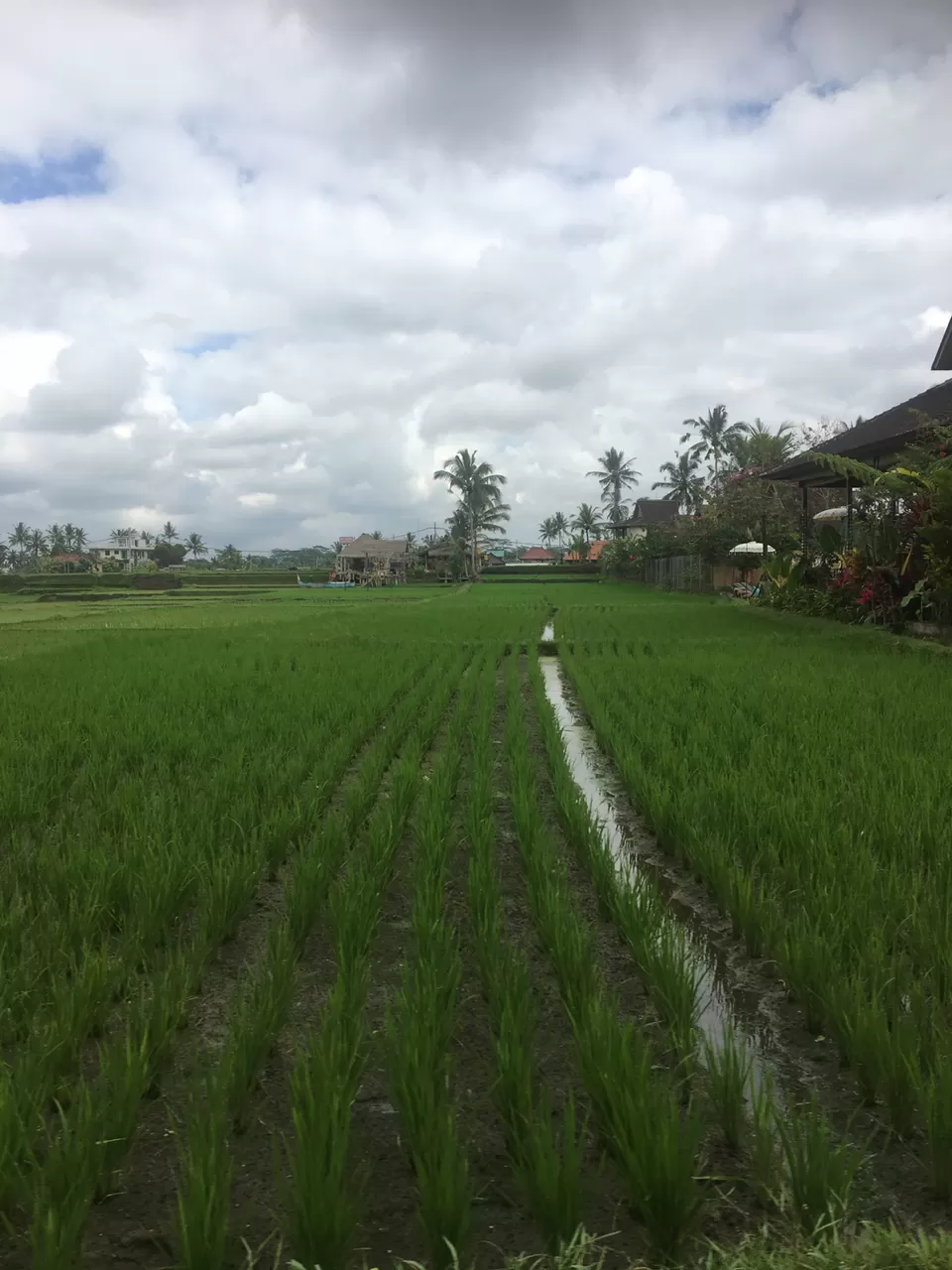 Photo of Ubud Rice Fields, Singakerta, Gianyar, Bali, Indonesia by Pingu goes tripping!