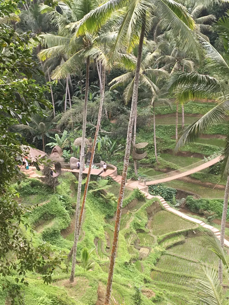 Photo of Ubud Rice Fields, Singakerta, Gianyar, Bali, Indonesia by Pingu goes tripping!
