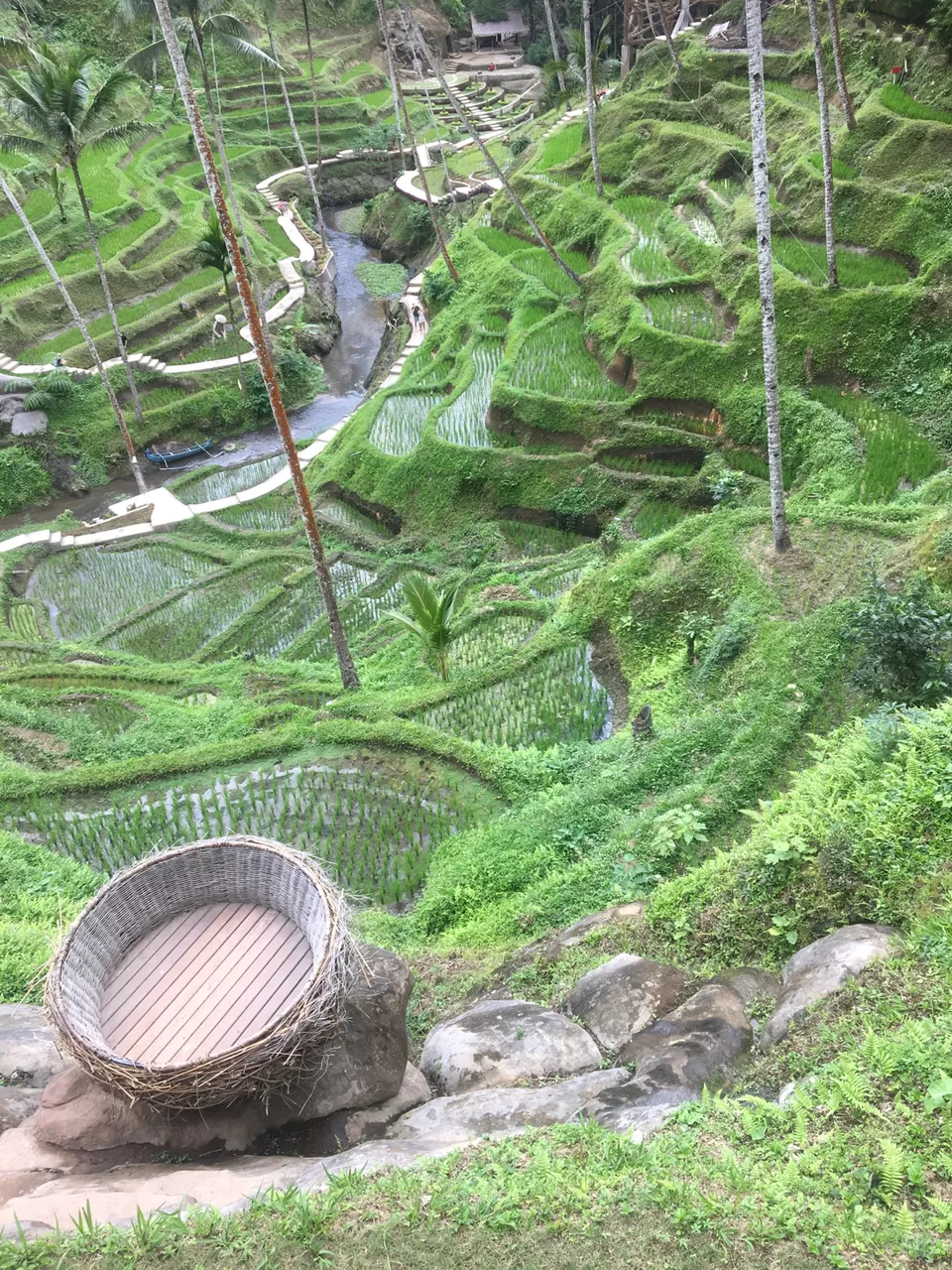 Photo of Ubud Rice Fields, Singakerta, Gianyar, Bali, Indonesia by Pingu goes tripping!