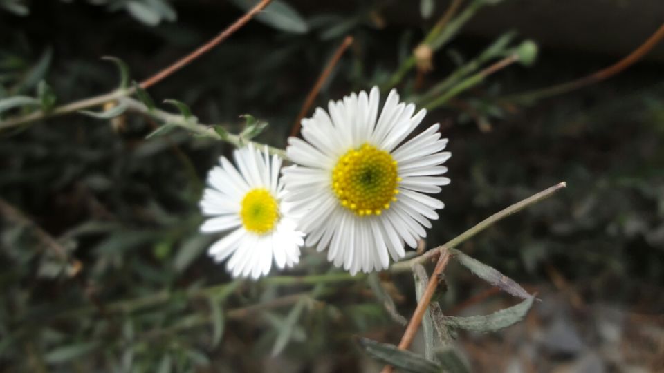 Photo of Dhanaulti-Kanatal-Rishikesh by Shashikant Bhatt