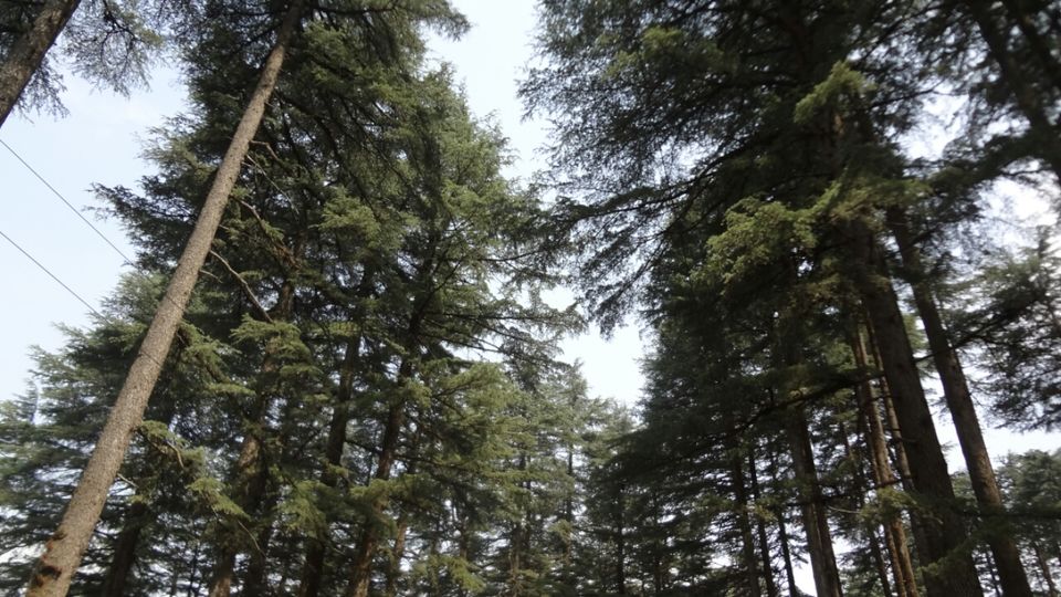 Photo of Dhanaulti-Kanatal-Rishikesh by Shashikant Bhatt