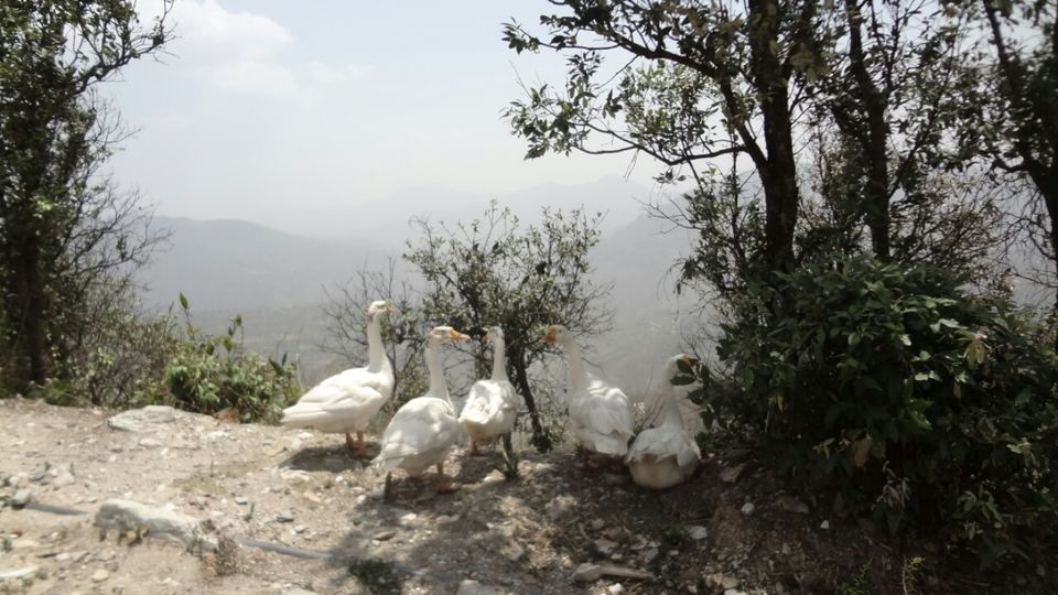 Photo of Dhanaulti-Kanatal-Rishikesh by Shashikant Bhatt