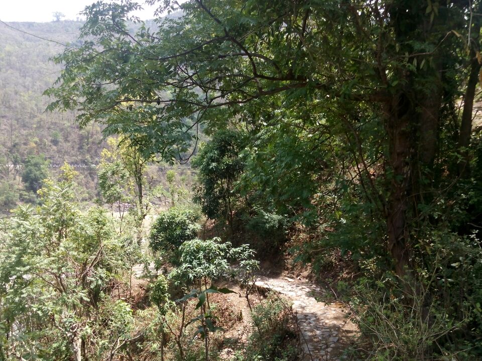 Photo of Dhanaulti-Kanatal-Rishikesh by Shashikant Bhatt