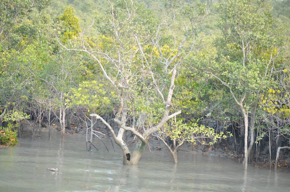Photo of Sunderbans: Worth a brisk visit for the spectacular starlit sky 8/11 by Shreya Das