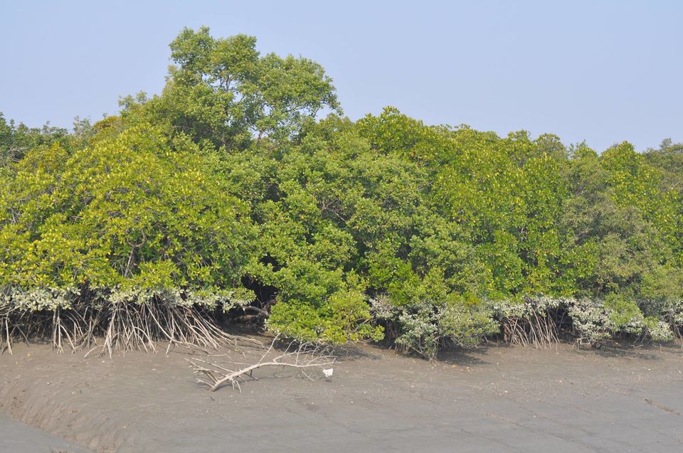 Photo of Sunderbans: Worth a brisk visit for the spectacular starlit sky 5/11 by Shreya Das