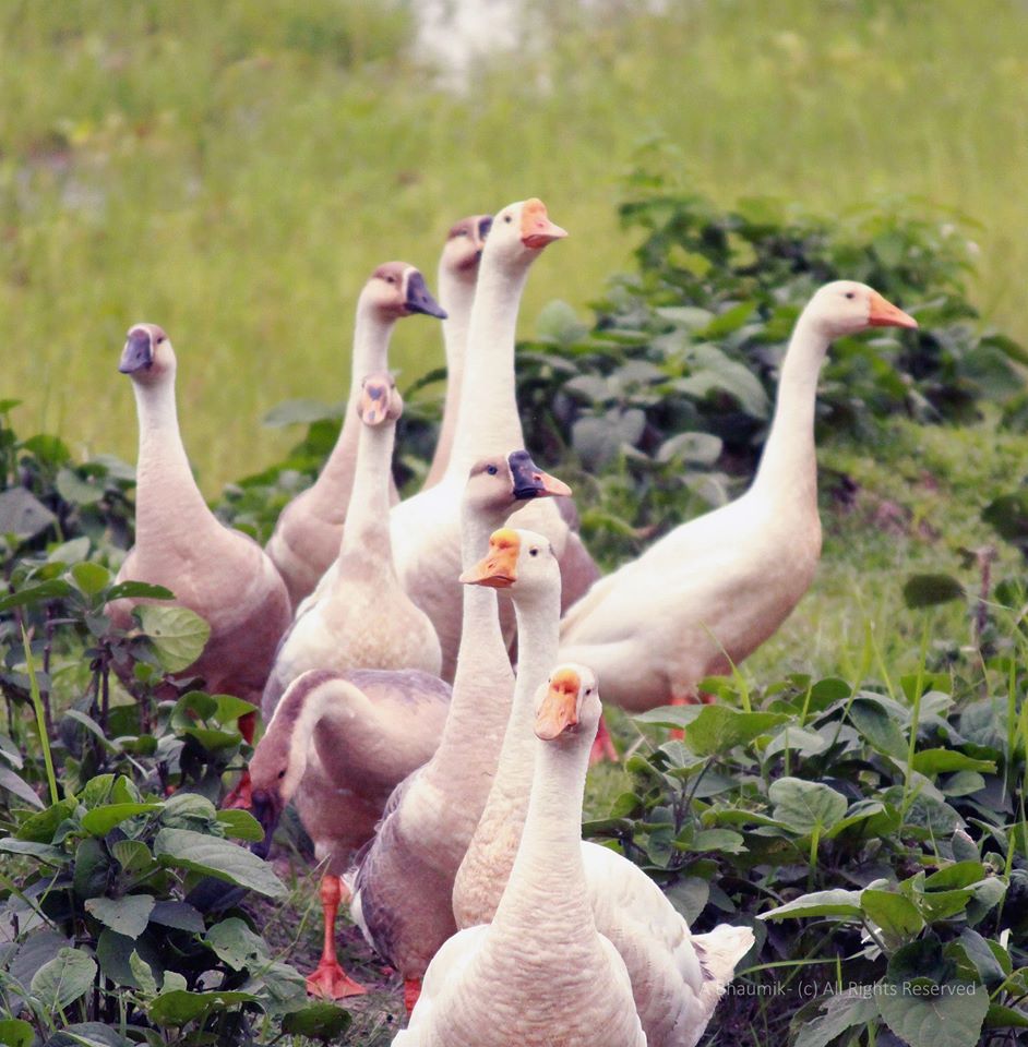 Photo of Lataguri, West Bengal, India by Sagnik Basu