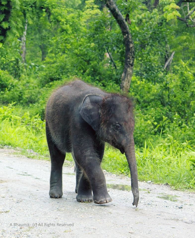 Photo of Jaldapara, West Bengal, India by Sagnik Basu