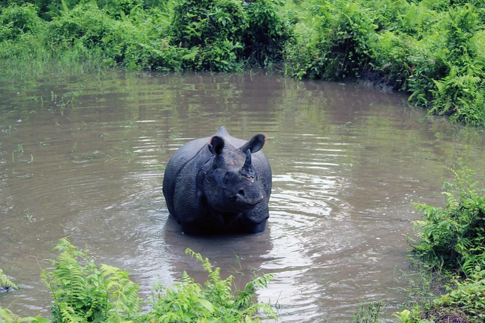 Photo of Jaldapara, West Bengal, India by Sagnik Basu