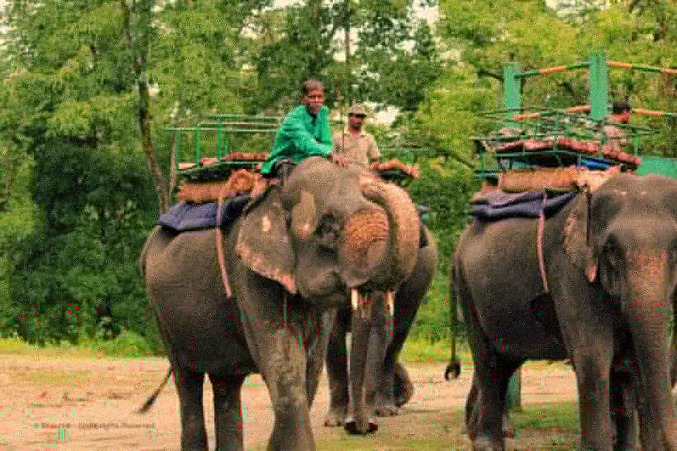 Photo of Gorumara National Park, Jalpaiguri, West Bengal, India by Sagnik Basu