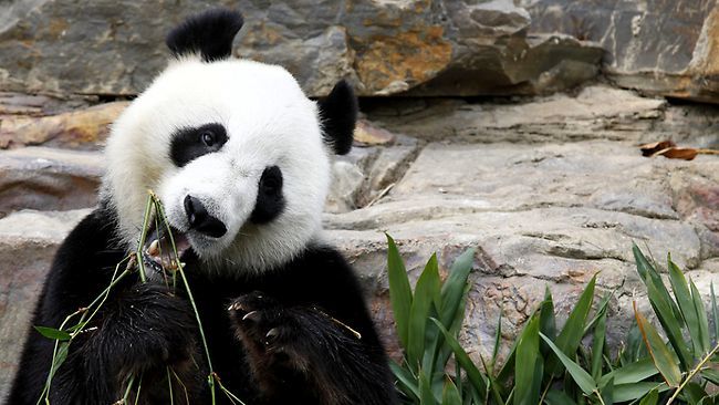 Photo of Adelaide Zoo, Frome Road, Adelaide, South Australia, Australia by Sagnik Basu