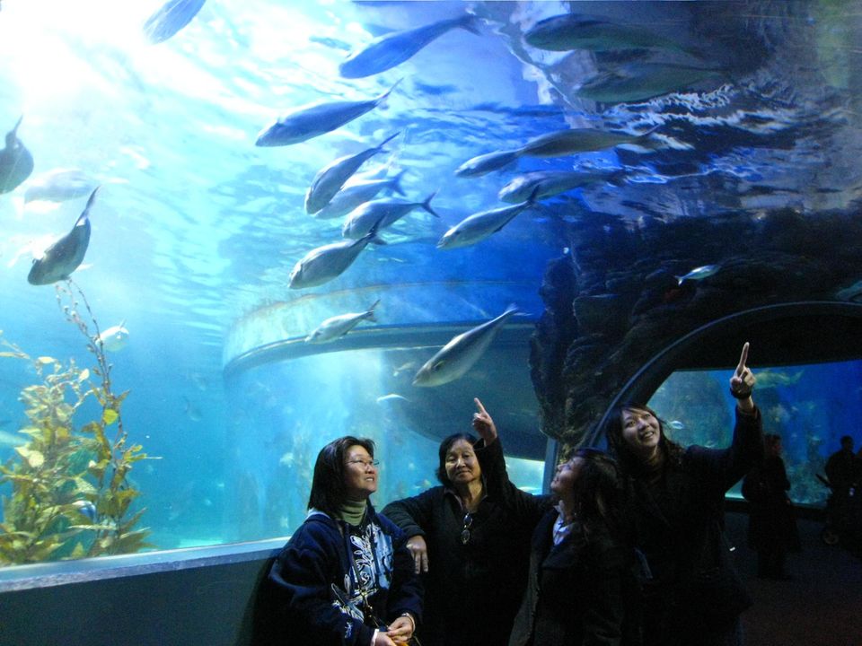 Photo of Melbourne Aquarium, Melbourne, Victoria, Australia by Sagnik Basu