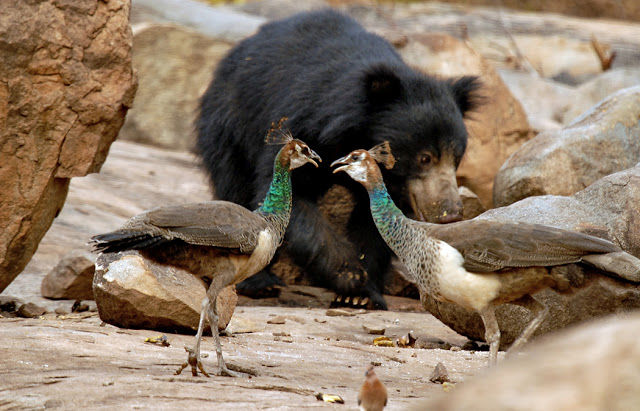 Photo of Bellary district, Karnataka, India by Sagnik Basu