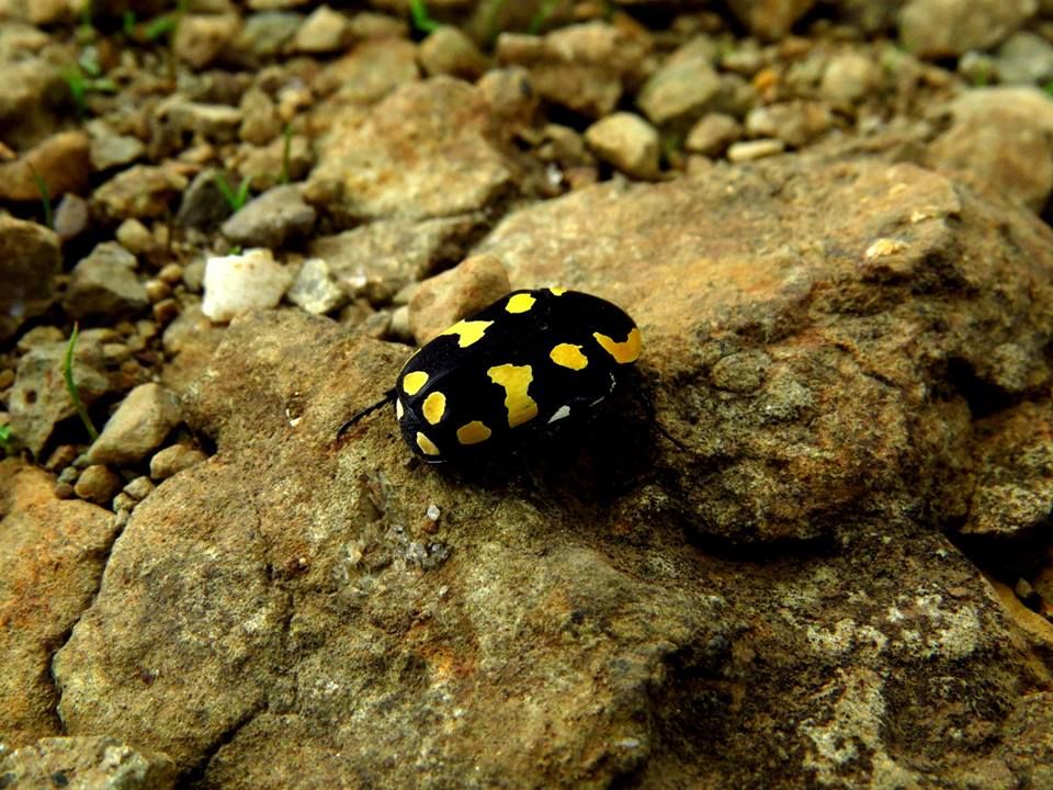 Photo of Foggy Fate at Matheran 10/20 by Sagnik Basu