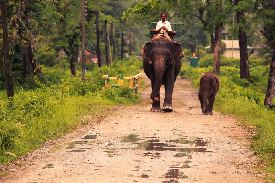Photo of Dooars: The shared custody 11/14 by Sagnik Basu