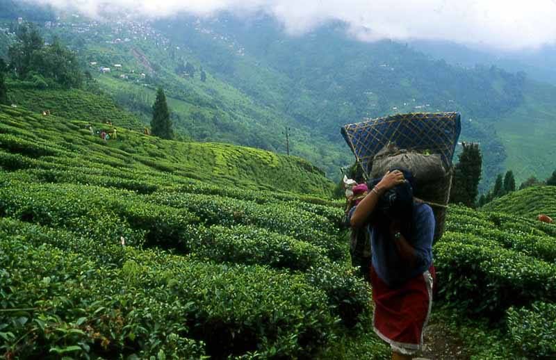 Photo of Backpacking @ Queen of Hills: Darjeeling 11/21 by Sagnik Basu