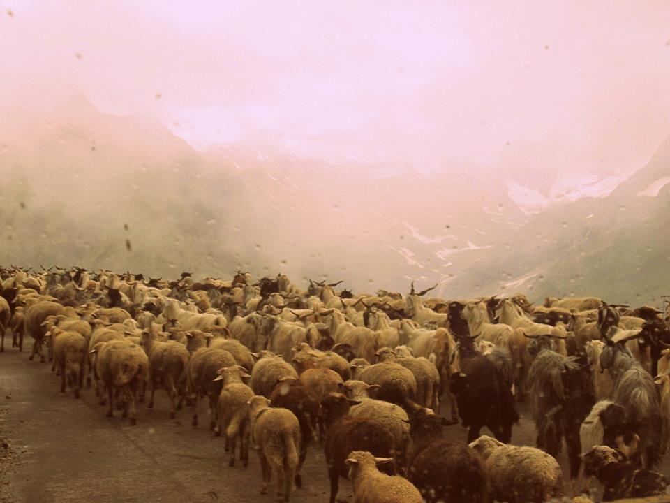 Photo of Himachal Hues: Manali 8/14 by Sagnik Basu