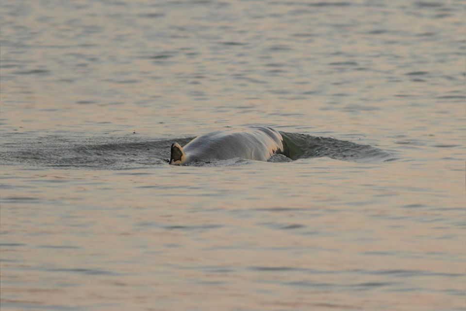 Photo of Royal Bengal Residence: The Sundarbans 4/12 by Sagnik Basu