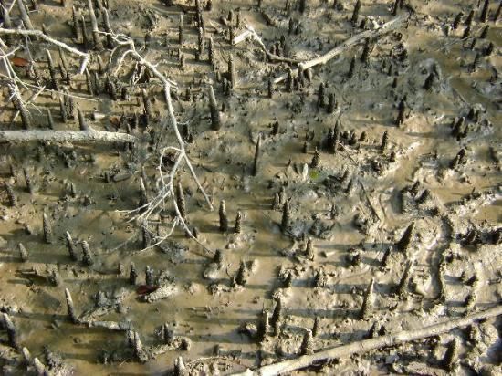 Photo of Royal Bengal Residence: The Sundarbans 6/12 by Sagnik Basu