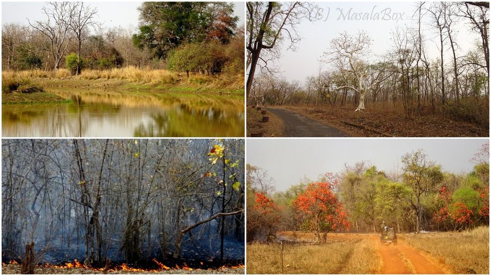 Photo of Tiger Tales from Tadoba 1/3 by Chittra M