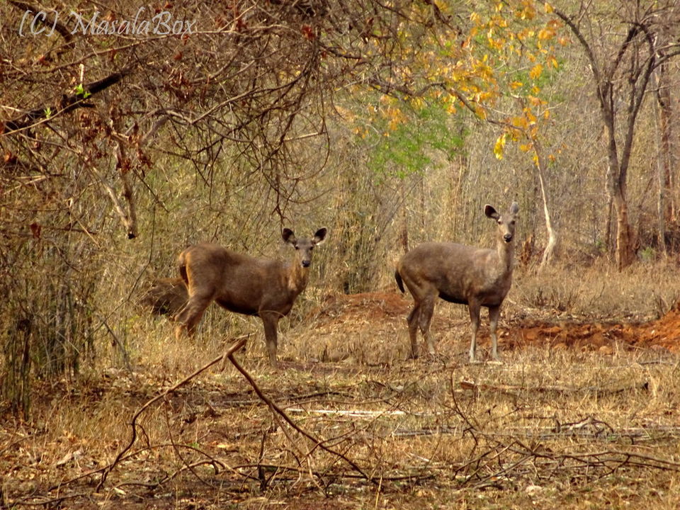 Photo of Tiger Tales from Tadoba 2/3 by Chittra M