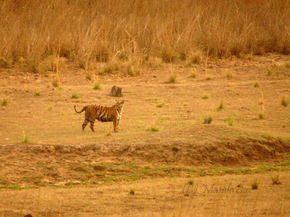 Photo of Tiger Tales from Tadoba 3/3 by Chittra M