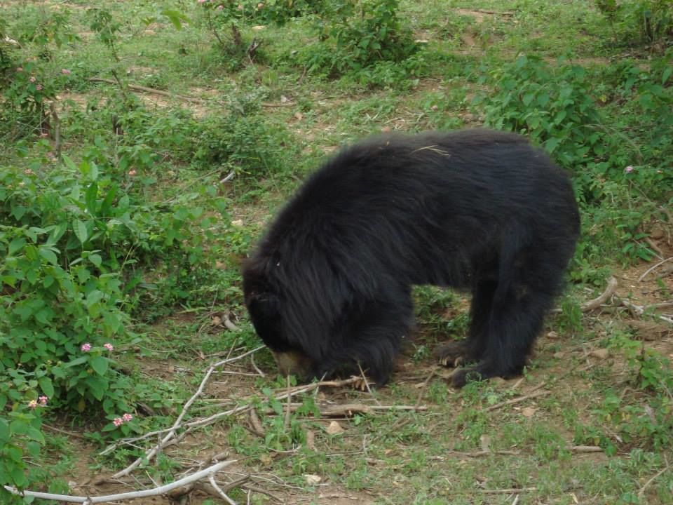 Photo of Bannerghatta National Park, Bangalore, Karnataka, India by Anushka Rathee