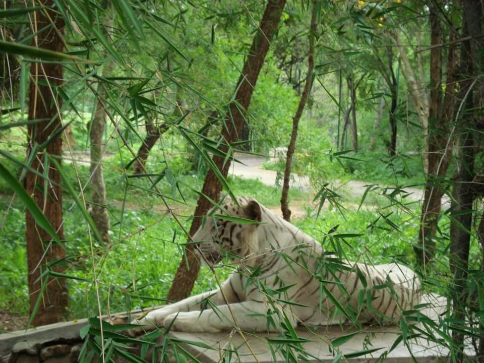 Photo of Bannerghatta National Park, Bangalore, Karnataka, India by Anushka Rathee