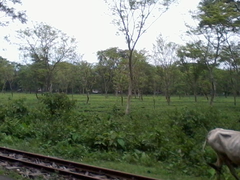 Photo of Into the Bengal wilderness - A trip to Sukna by Anushka Rathee
