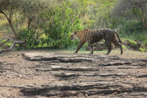 Photo of Ranthambore Tiger Reserve, Sawai Madhopur, Rajasthan, India by FoolishTraveller