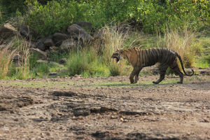 Photo of Ranthambore Tiger Reserve, Sawai Madhopur, Rajasthan, India by FoolishTraveller