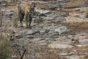Photo of Ranthambore Tiger Reserve, Sawai Madhopur, Rajasthan, India by FoolishTraveller