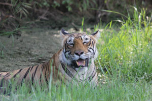 Photo of Ranthambore, Bengal Tigers and the Bengali by FoolishTraveller