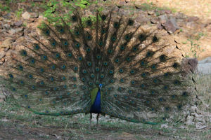 Photo of Sawai Madhopur, Rajasthan, India by FoolishTraveller