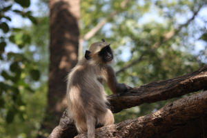 Photo of Ranthambore, Bengal Tigers and the Bengali by FoolishTraveller