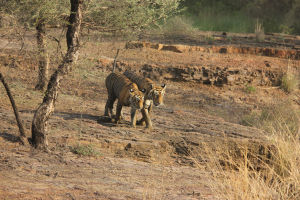 Photo of Ranthambore, Bengal Tigers and the Bengali by FoolishTraveller