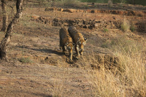Photo of Ranthambore, Bengal Tigers and the Bengali by FoolishTraveller
