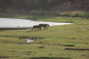 Photo of Ranthambore, Bengal Tigers and the Bengali by FoolishTraveller