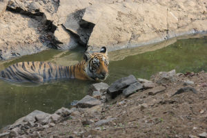Photo of Ranthambore Tiger Reserve, Sawai Madhopur, Rajasthan, India by FoolishTraveller