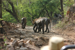 Photo of Ranthambore, Bengal Tigers and the Bengali by FoolishTraveller