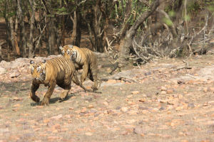 Photo of Ranthambore, Bengal Tigers and the Bengali by FoolishTraveller