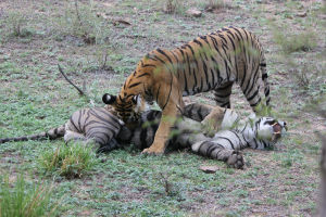 Photo of Ranthambore, Bengal Tigers and the Bengali by FoolishTraveller