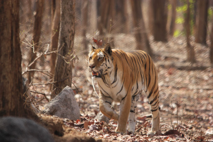 Photo of Pench, Collarwali and the Bengali 1/1 by FoolishTraveller