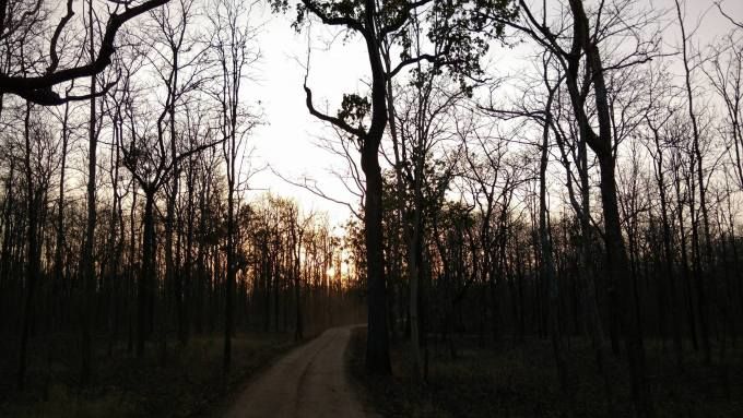 Photo of Pench, Collarwali and the Bengali by FoolishTraveller
