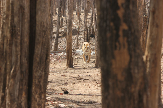 Photo of Pench, Collarwali and the Bengali by FoolishTraveller