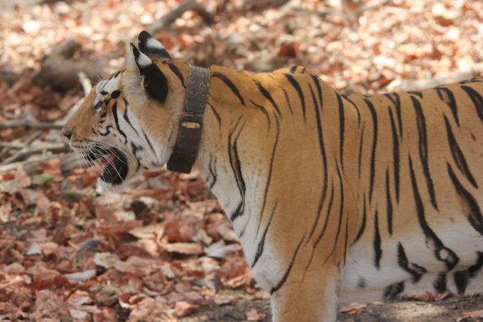 Photo of Pench, Collarwali and the Bengali by FoolishTraveller