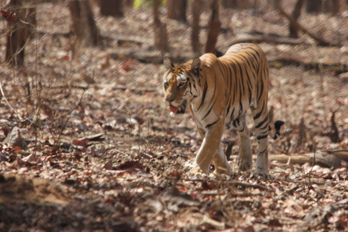 Photo of Pench, Collarwali and the Bengali by FoolishTraveller