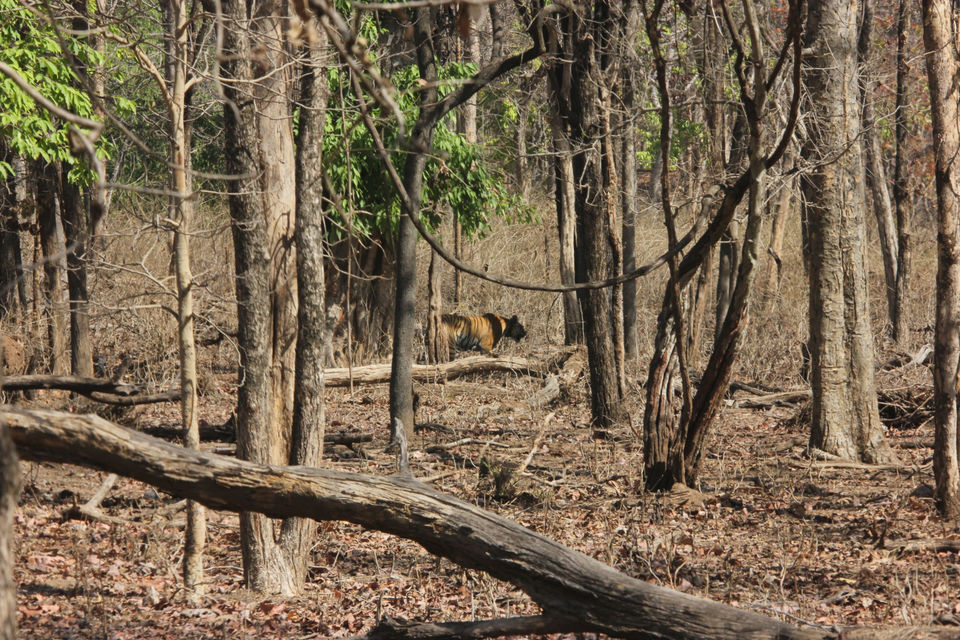 Photo of Pench, Collarwali and the Bengali by FoolishTraveller