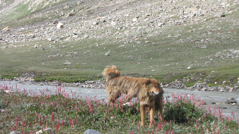 Photo of On the Bakkerwaal's trail at Hampta 7/14 by Aparna Acharya