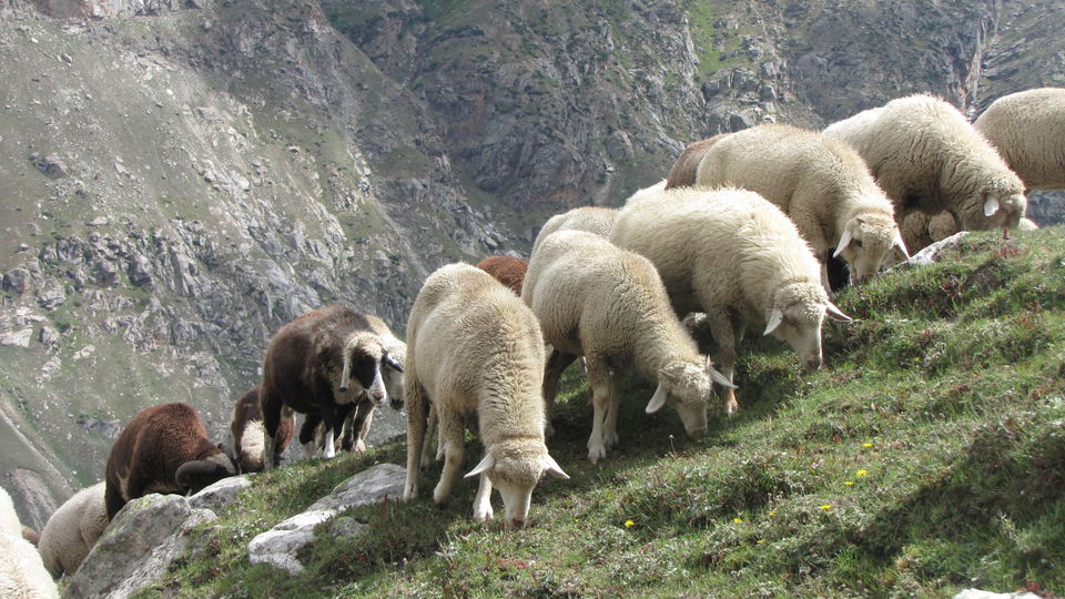 Photo of On the Bakkerwaal's trail at Hampta 9/14 by Aparna Acharya