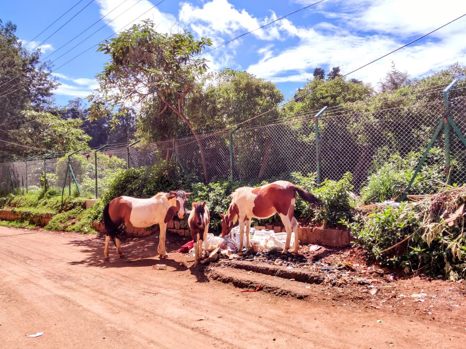 Photo of Off to the Queen of Hills-Ooty and Coonoor by Aishwariya Roy